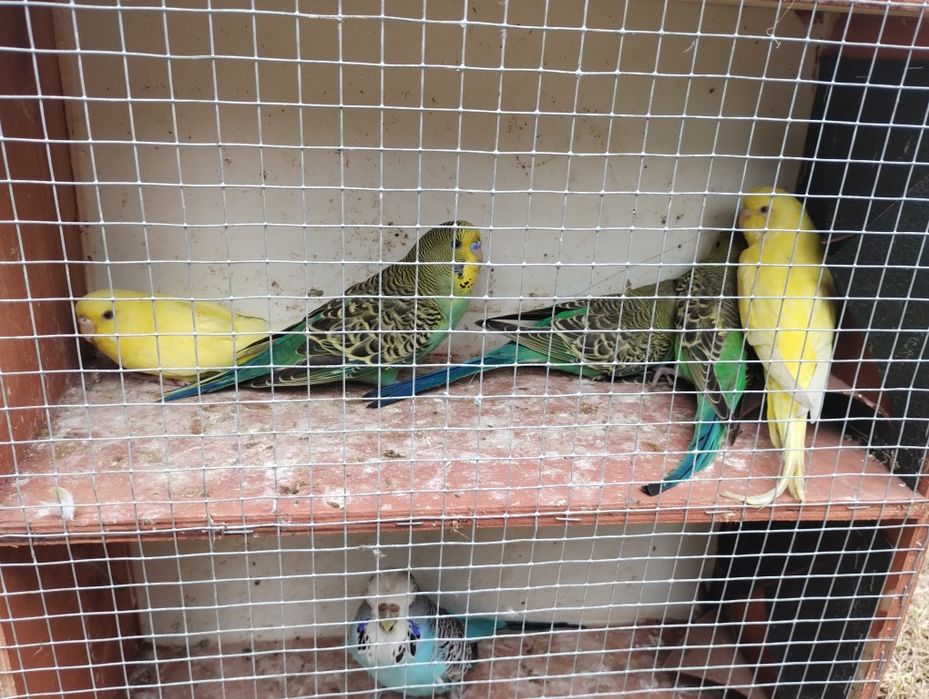 Sprzedam papugi faliste