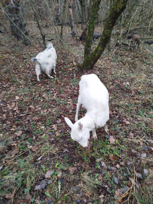 Коза зааненская китна