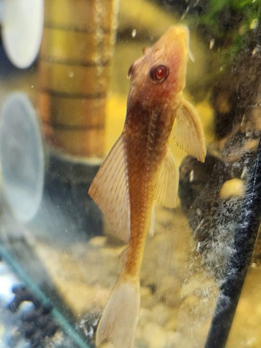 Plecostomos Vermelho 4cm