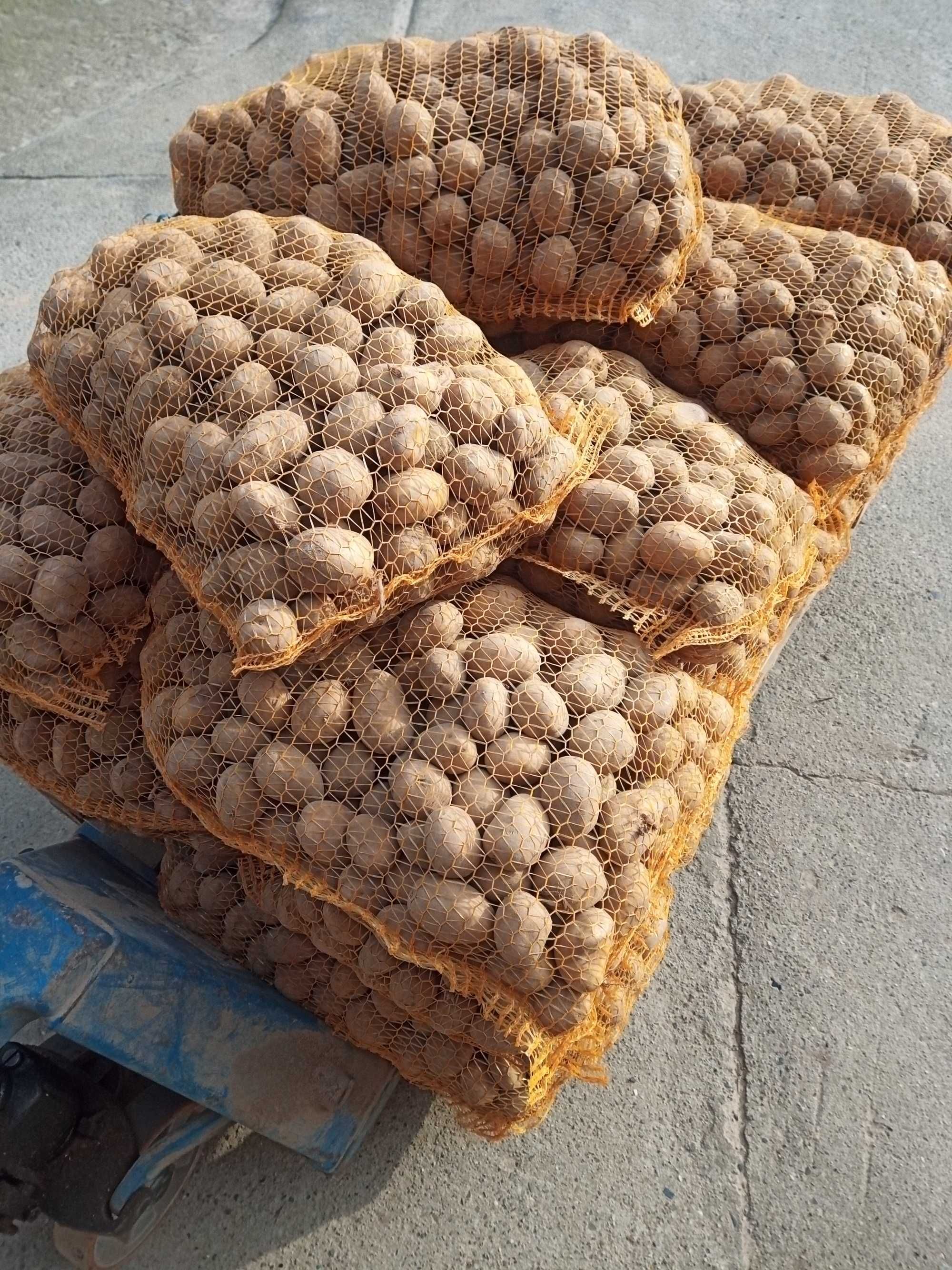 Ziemniaki Soraya wielkość sadzeniaka