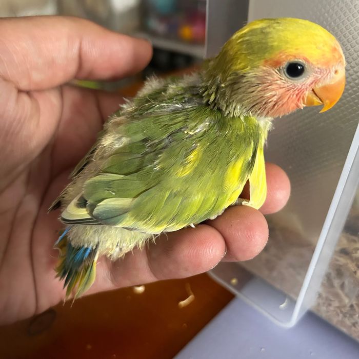 Agapornis roseicollis para acabar de criar há mão.