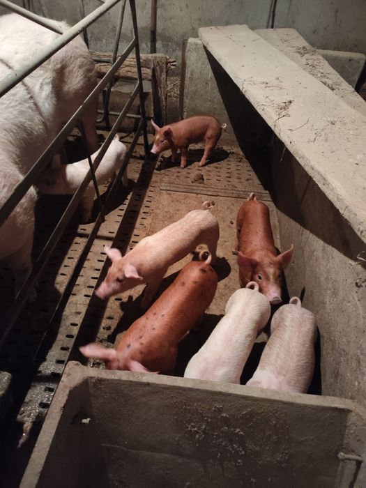 Leitões para Assar