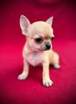 Chihuahua sunia z rodowodem