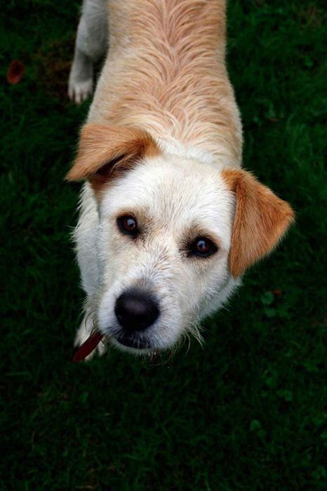 Piękna Bella wciąż czeka na dom