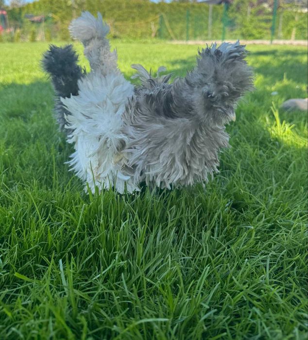 Jajka lęgowe siłka USA jedwabiste lub satyna