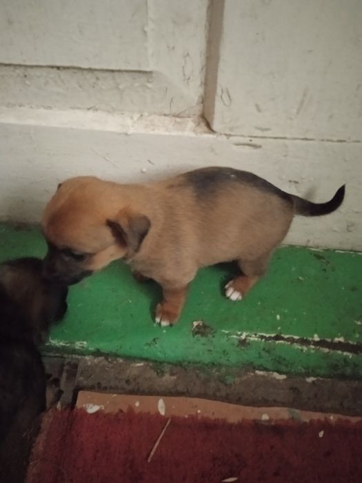 Отдадим щенков в хорошие руки