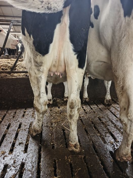 Byczek mięsny cielak