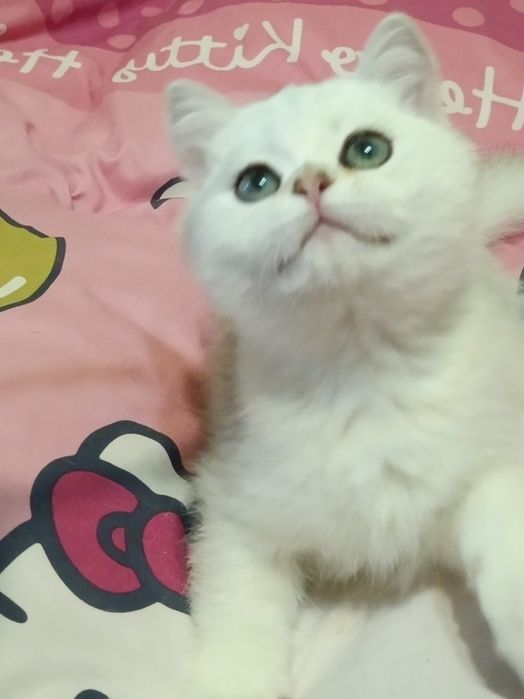 Мультяшний котик вільний