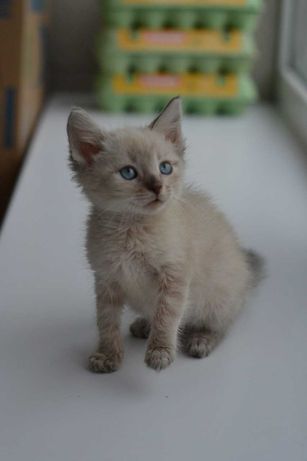 юні котички з блакитними очима 2м