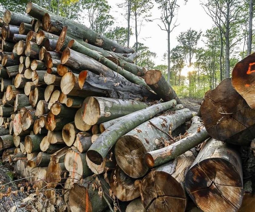 Sprzedaż opalu sosna brzoza jodła mieszane