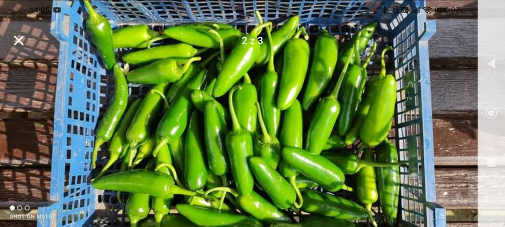 Papryka jalapeno zielona 10 kilogramów