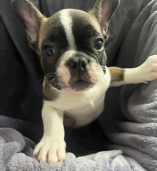 Buldog francuski cudny piesek