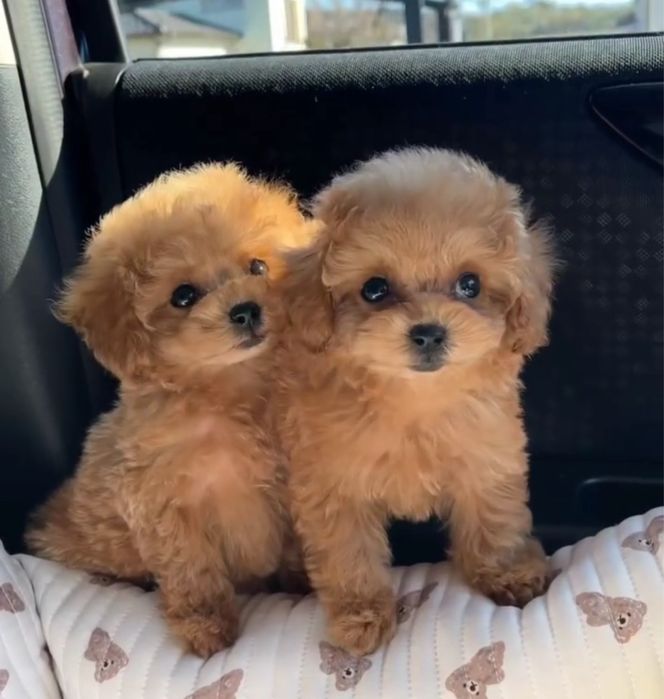 Милий хлопчик мальтіпу (найдрібніший з виводку)