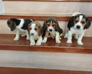 Beagle Sunia szczenię