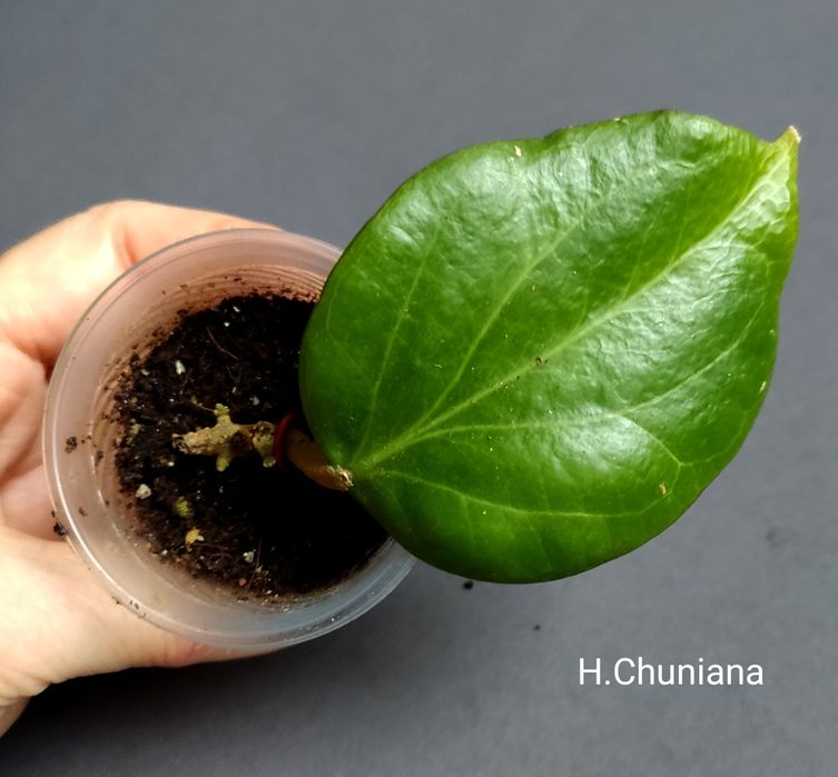 Хойя. Вкорінені Juannguoana,SilverMoon,lyiChina,Elliptica,Finlaysonii