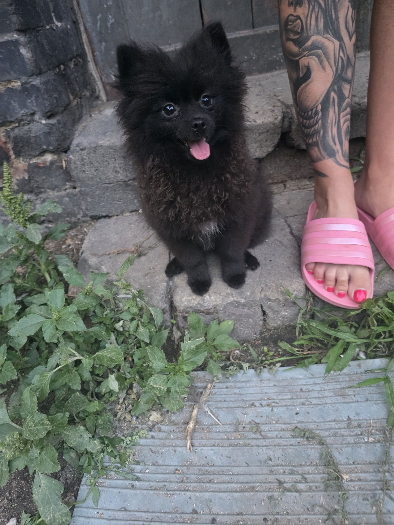 Szpic miniaturka Pomeranian sunia maks 2kg