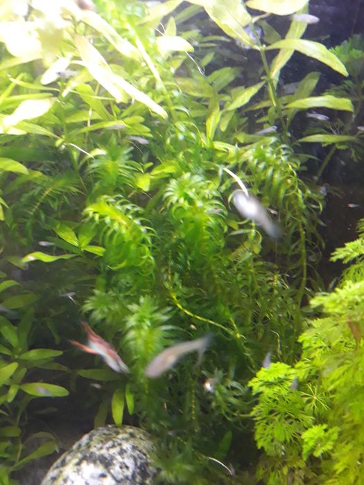 Roślina akwariowa Moczarka kanadyjska Elodea canadensis