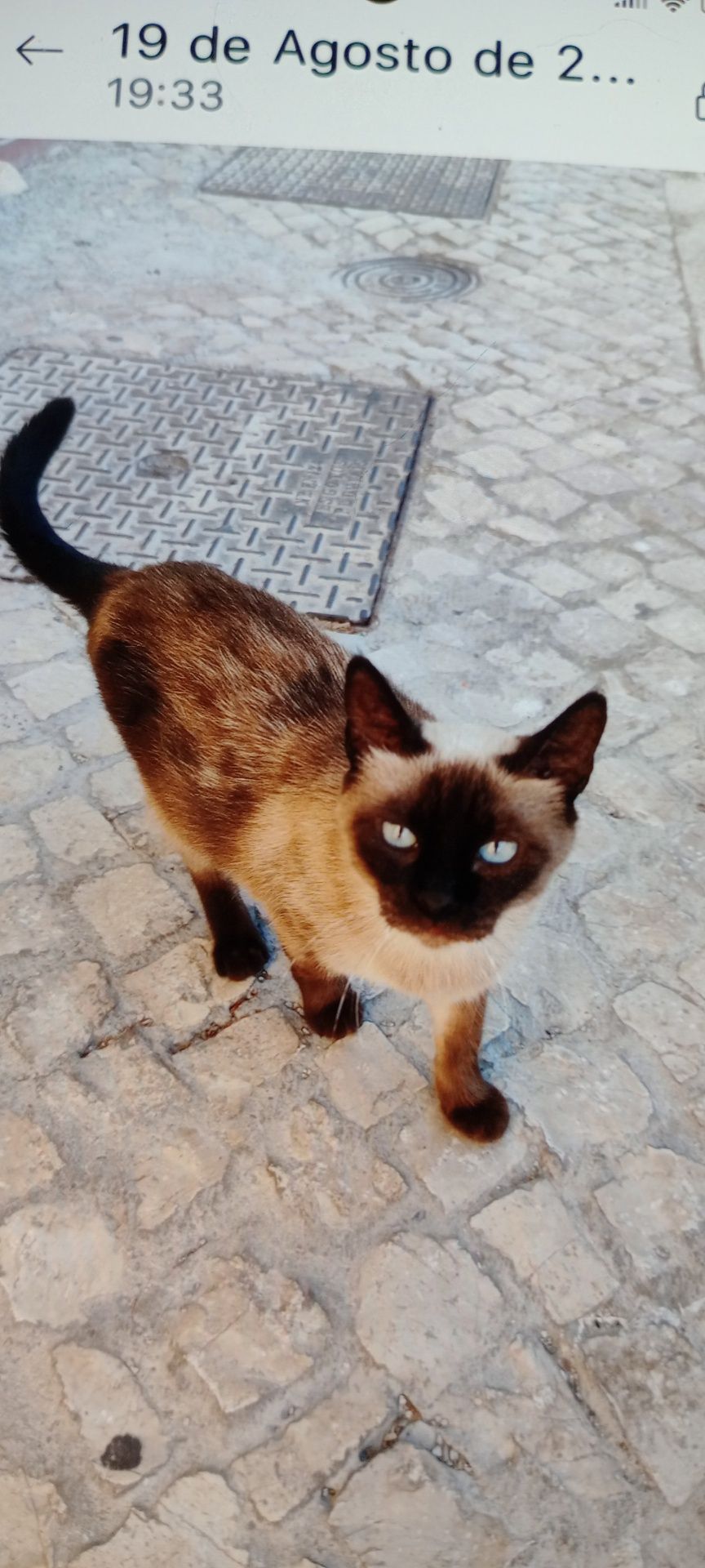 Adoção gata siamesa novinha