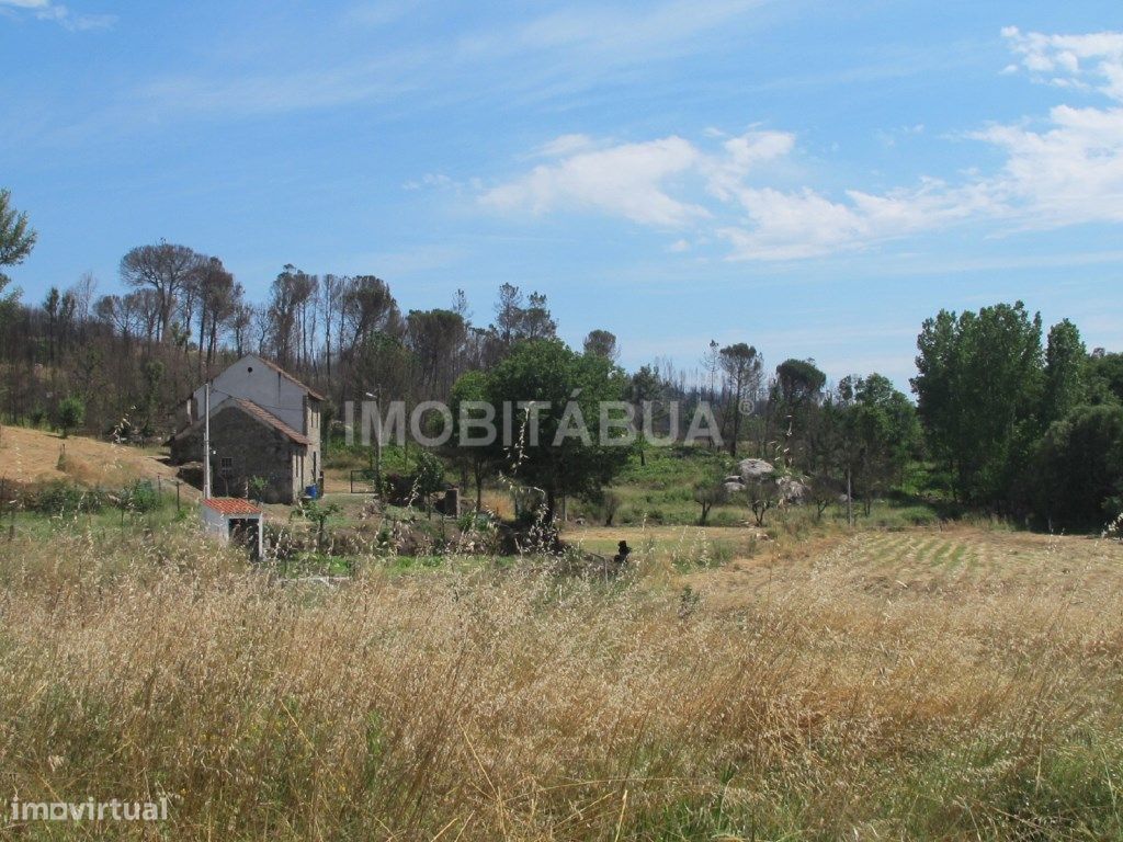 Quinta de Mirtilos com mais de 3 Hectares, localizada perto de Tondela