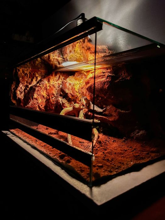 Тераріум для рептилій, членостоногих з декором