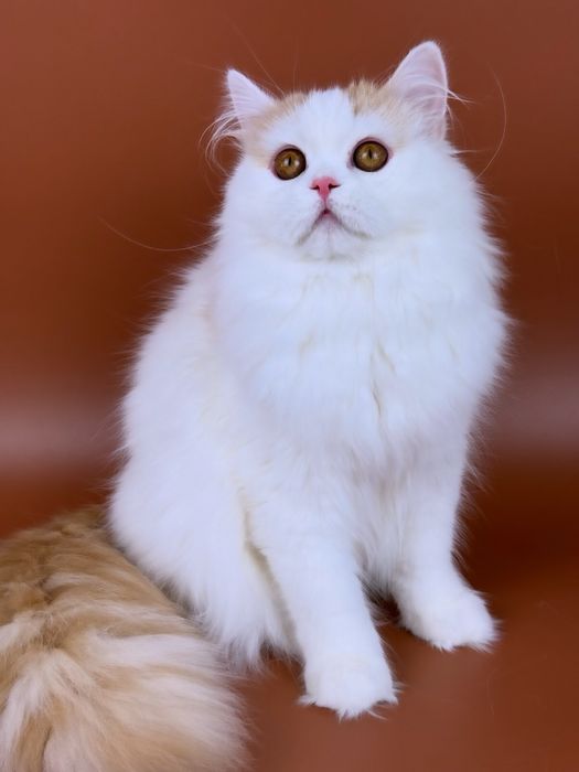 Гарний хлопчик, шотландський страйт.