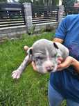 Amstaff Staffordshire Terrier piesek silver merle