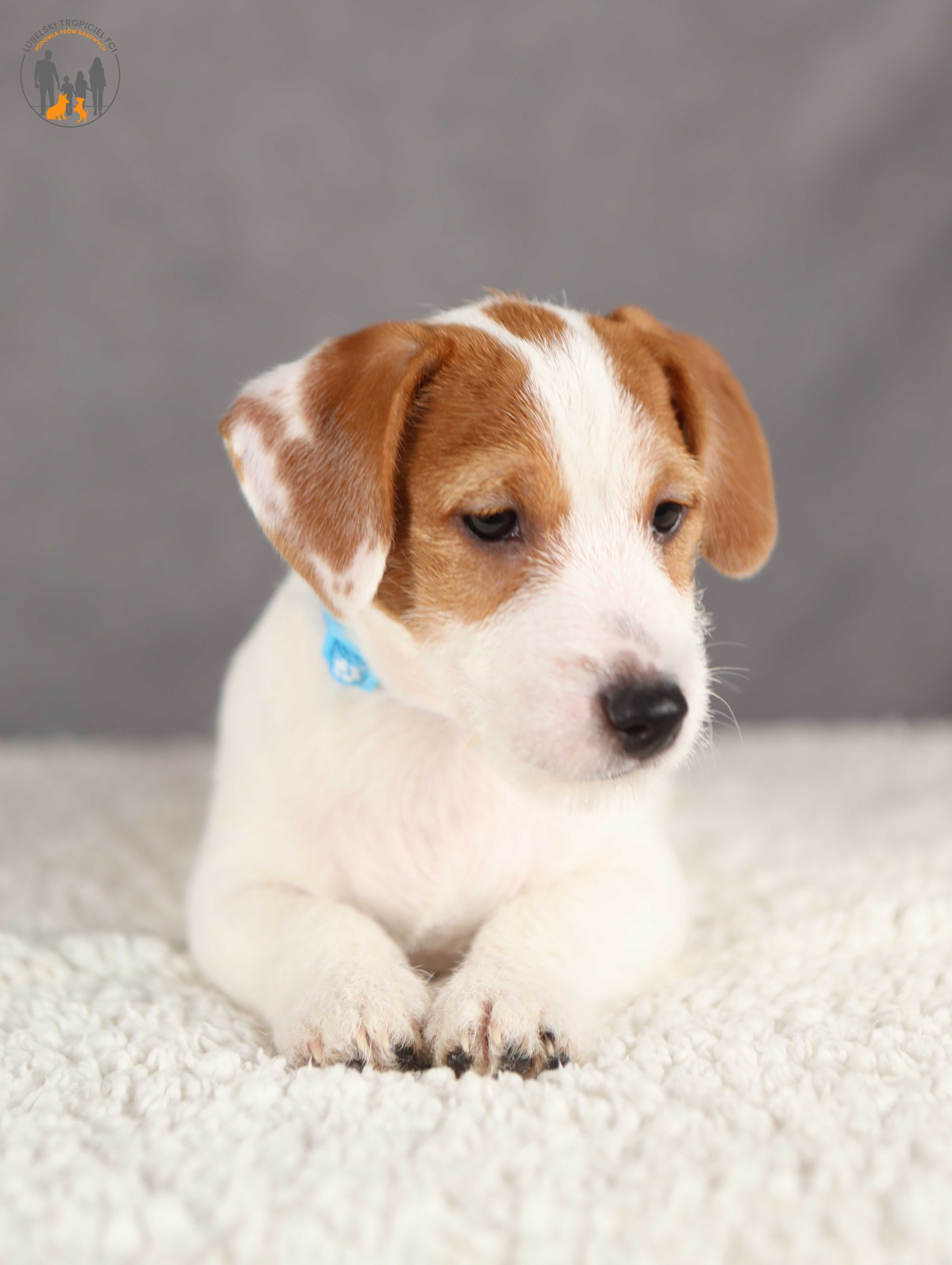 Jack Russell Terrier ZKwP FCI piękny piesek