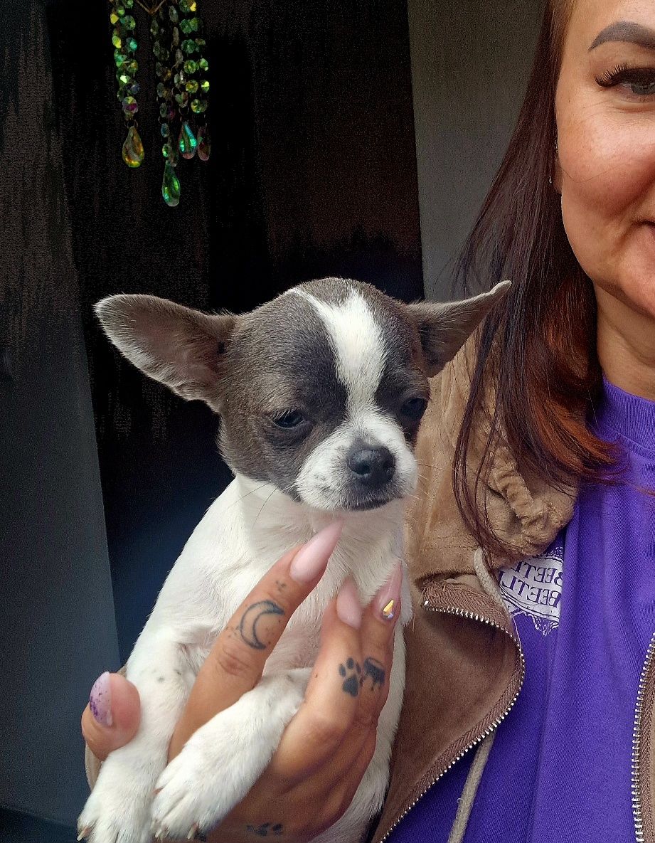 Chihuahua piesek samiec niebiesko biały krótkowłosy