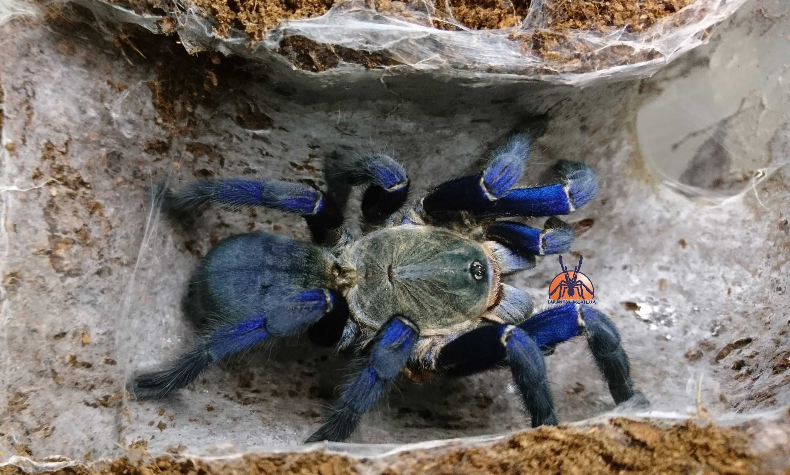 Паук Cyriopagopus lividus (ex Haplopelma lividum), самка