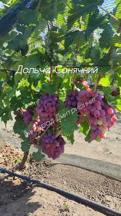 Саджанці винограду