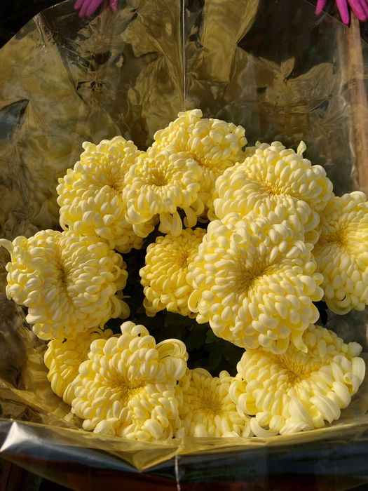 Chryzantemy wielkokwiatowe