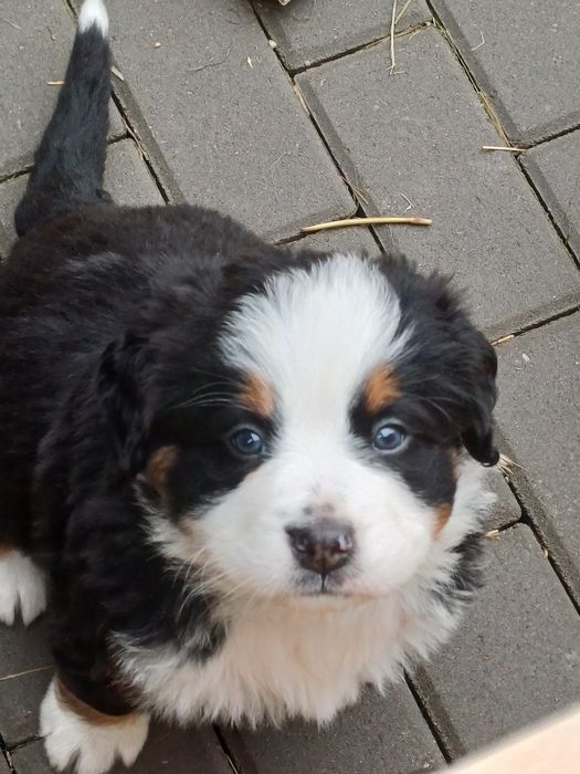 Suczki berneński pies pasterski