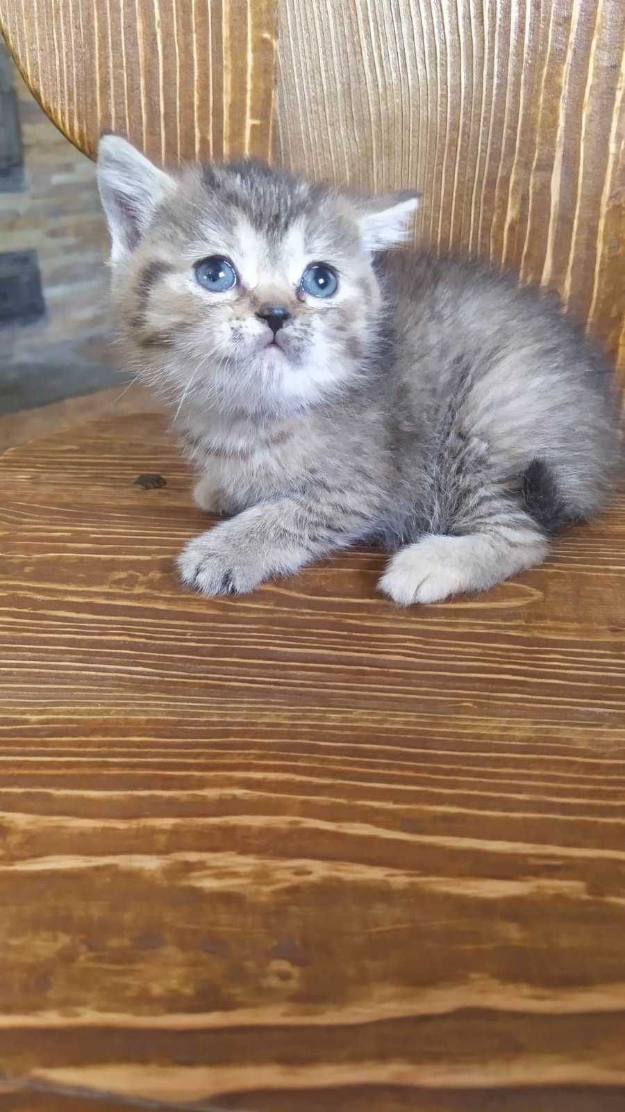 Котеня британська золота шиншилла. Дівчинка.