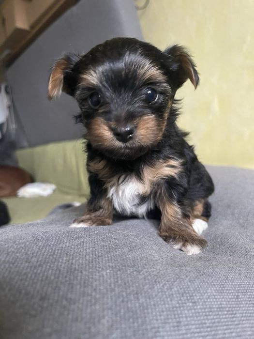 Продамо цуценят міні йорк