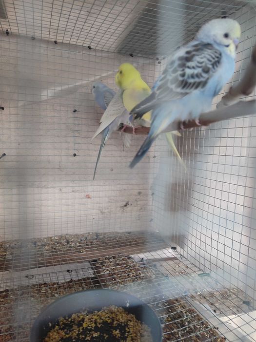 Periquitos australianos 2025