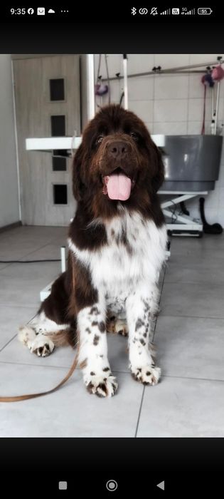 Nowofundland biało brązowa suczka 1.5 roku