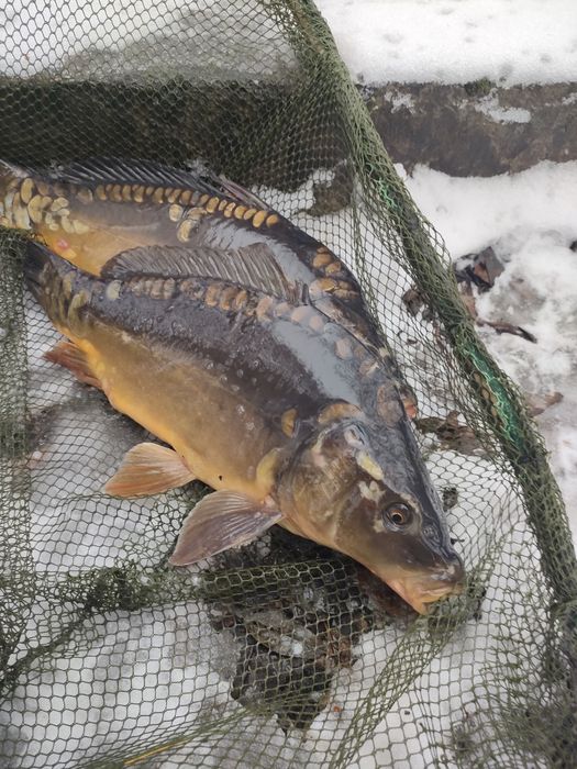 Pstrąg ,Karp Handlowy.