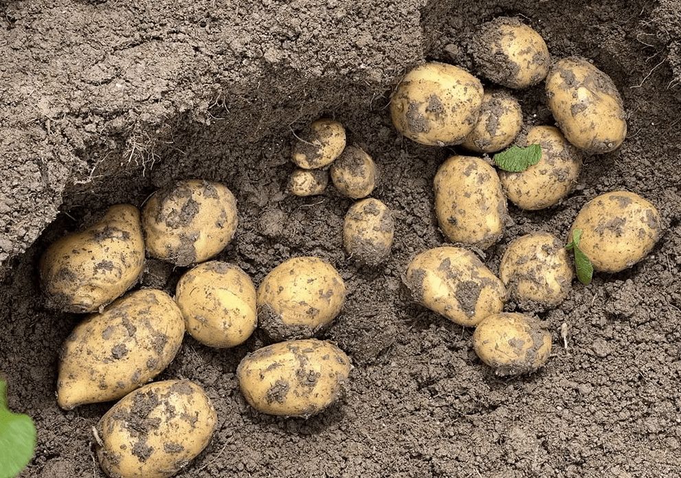 Продам картоплю ( дрібну і насіну )