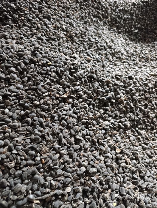 Słonecznik czarny 20 kg