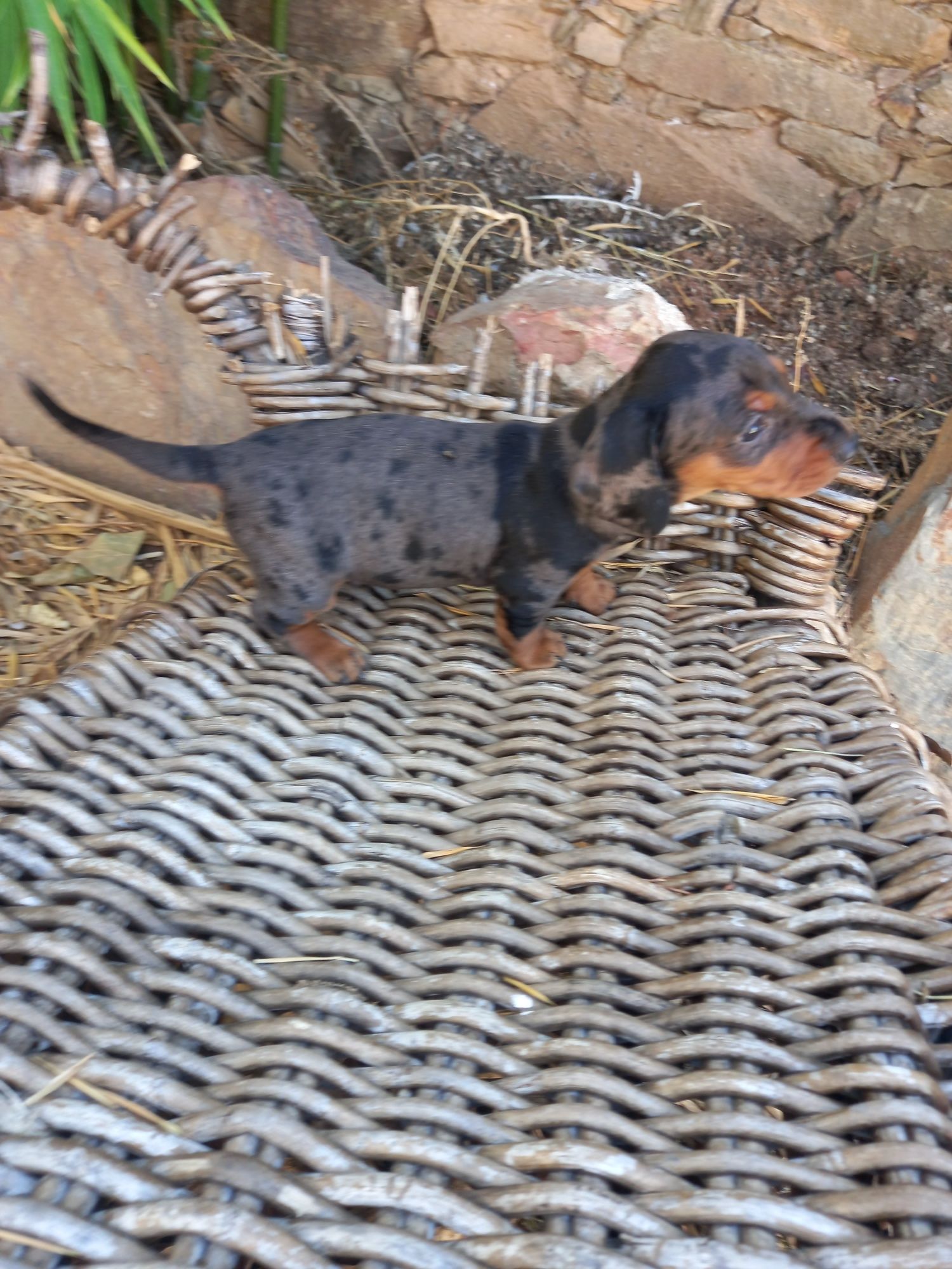 Menino kaninchen arlequim azul top