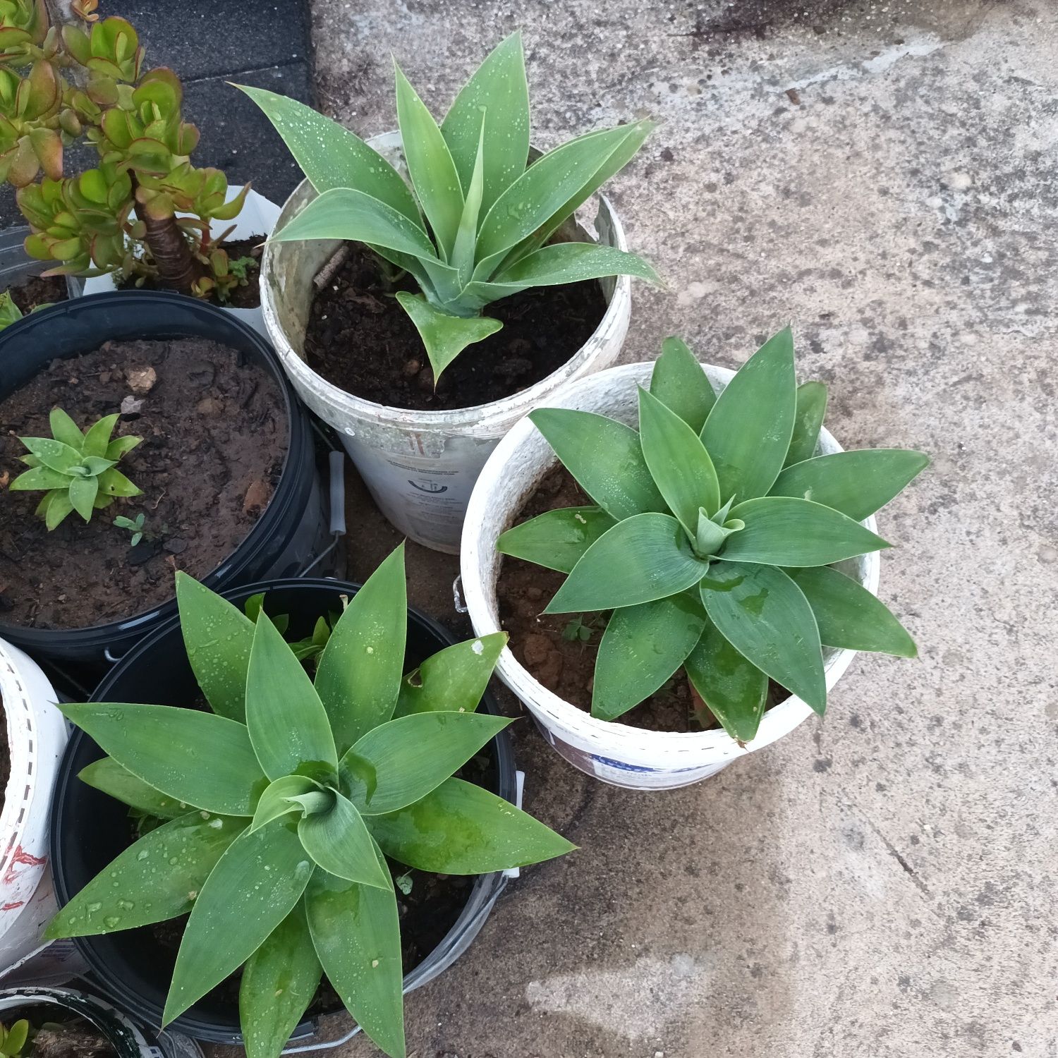 Agaves, Cactos, Suculentas diversas