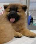 Eurasier suka szczeniak