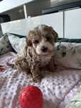 Maltipoo Pudel Toy