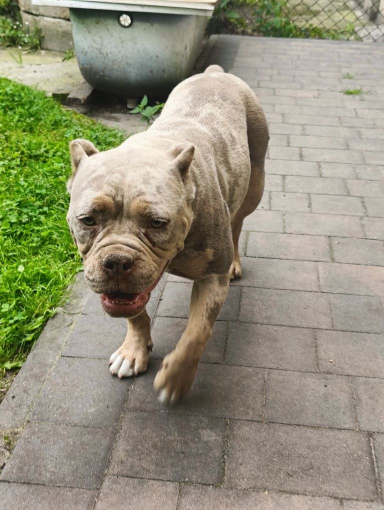 American bully ABKC merle do hodowli