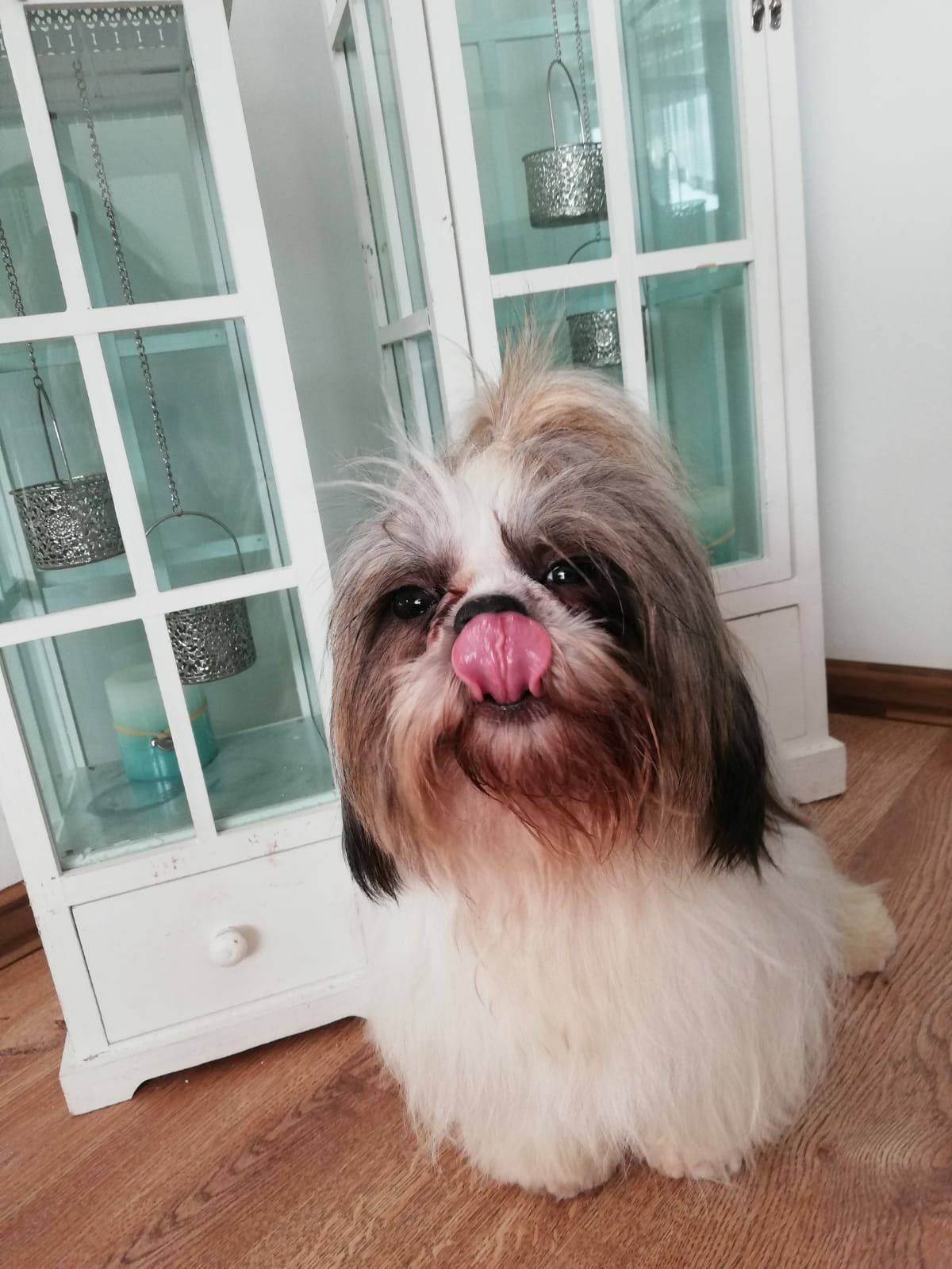 Reproduktor Shih Tzu