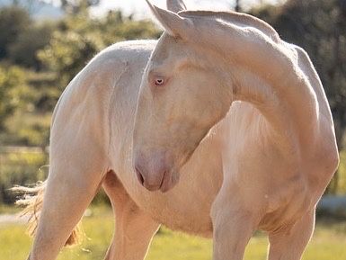 EGUA PELAGEM IASABEL