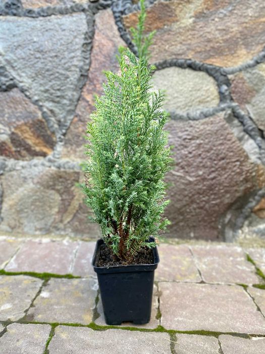 Ауреа Нана Туя Смарагд Ялівець Кипарисовик Ялинка  Мунглоу П9 і 3Л