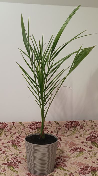 Продам фінікові  пальми