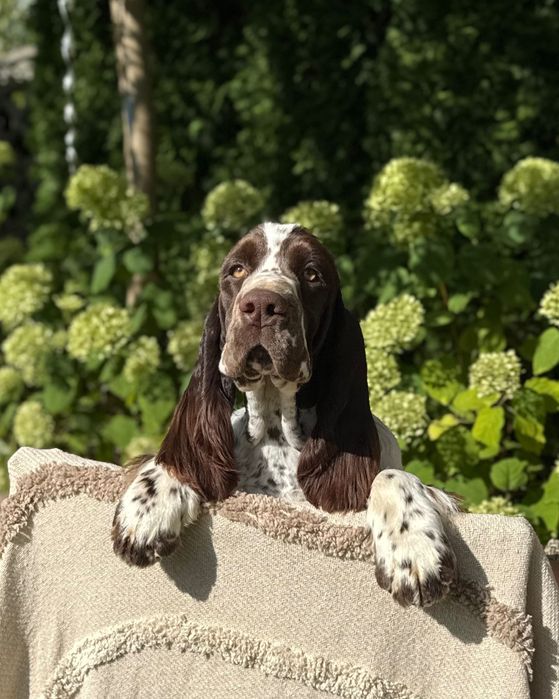Pies rasy Springer Spaniel Angielski ZKwP FCI