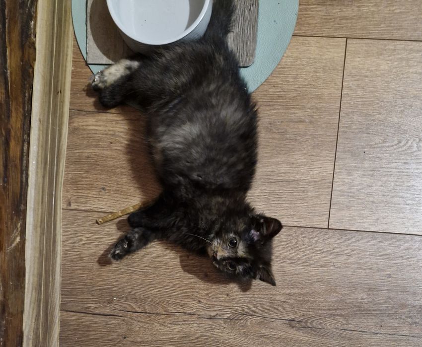 Oddam ( znaleziono kota) kotka